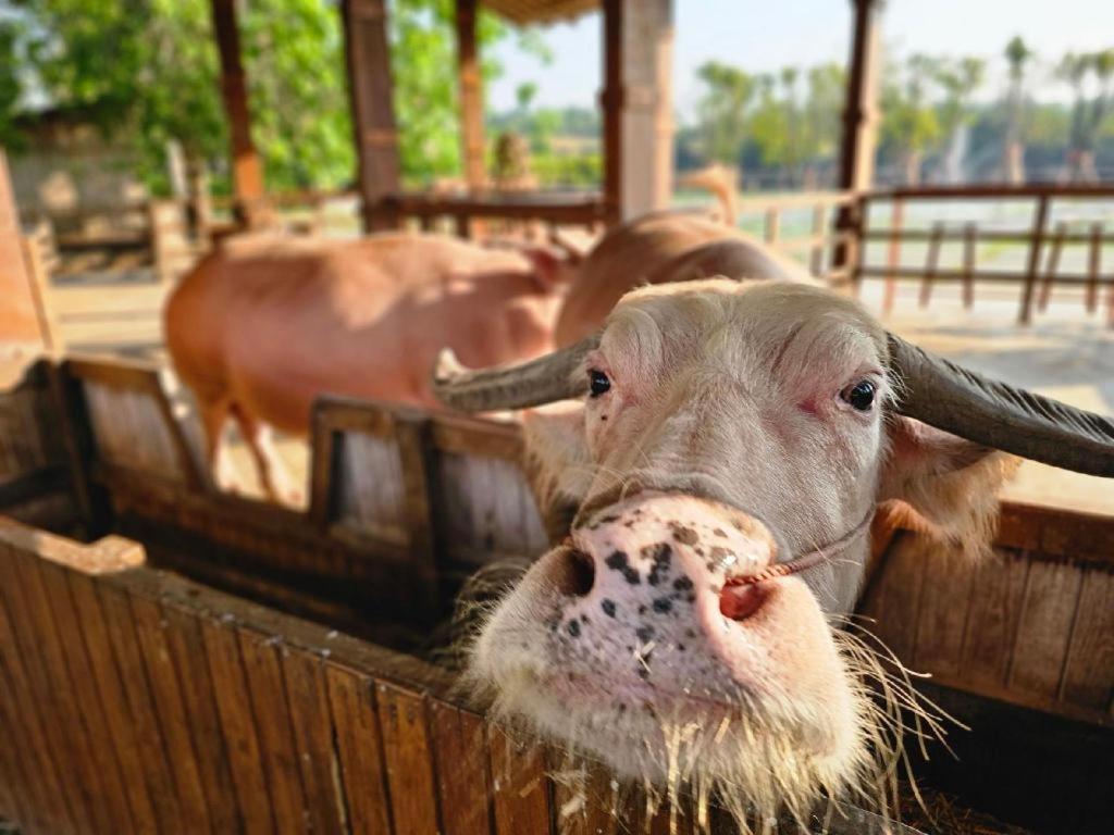 The Buffalo Amphawa Samut Songkhram Exterior foto